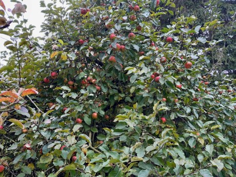 4 říjnové česání 