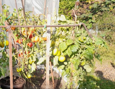 4a keříčková rajčata