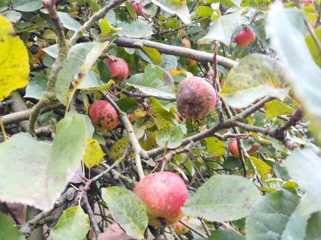 7 strupovitost Rubínů