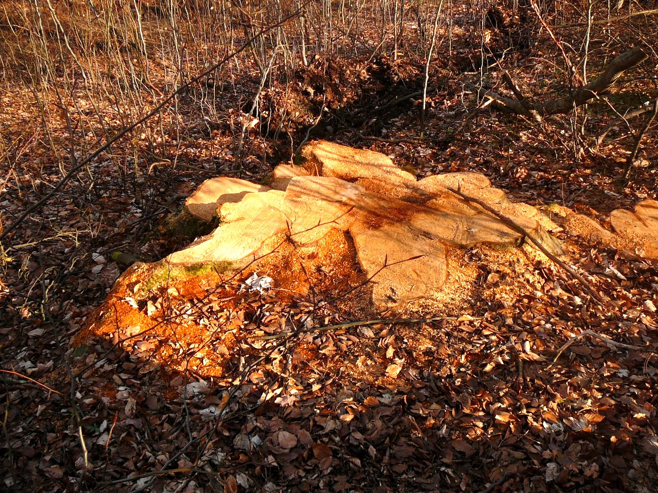 16 pařez buk