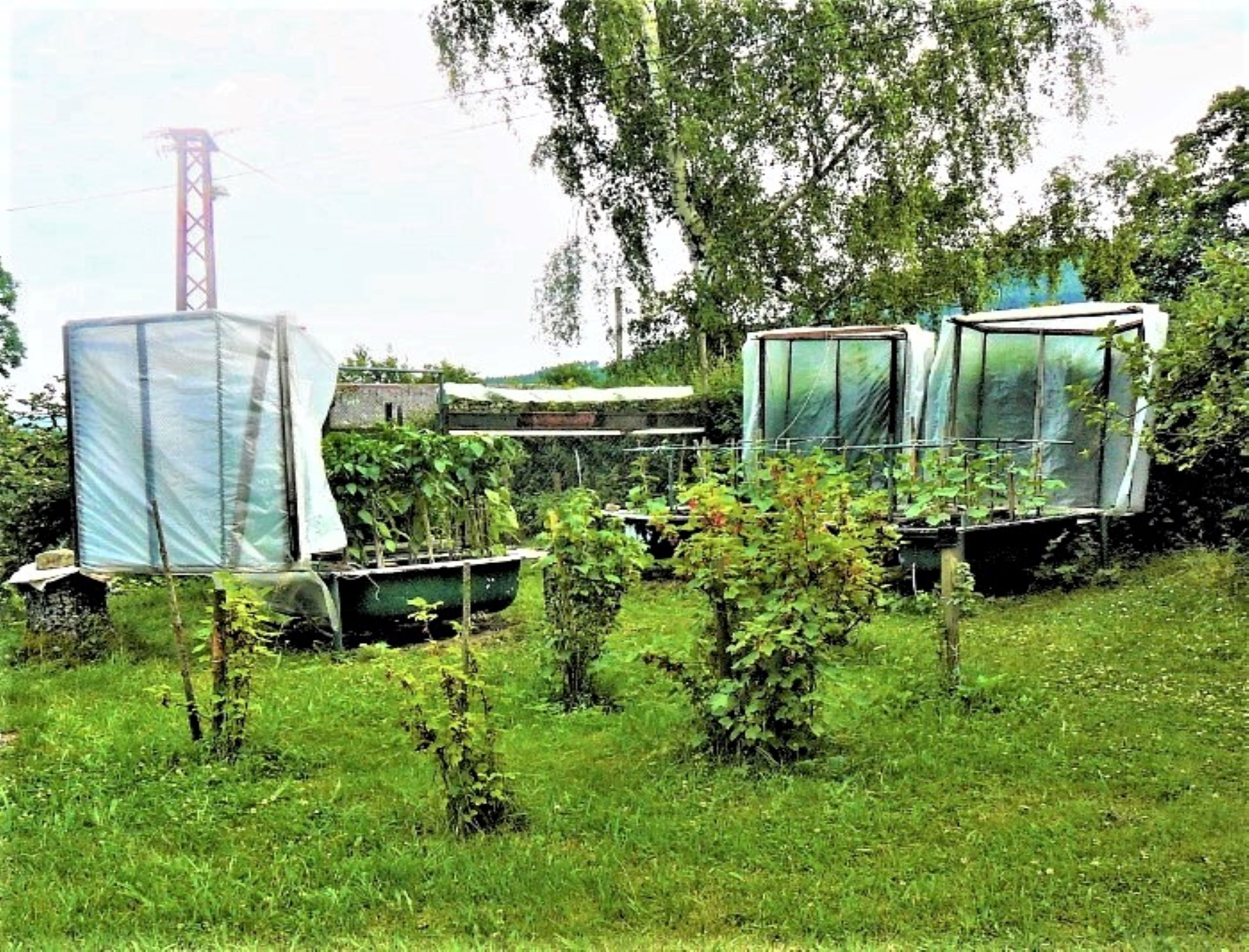 vysoká tráva 