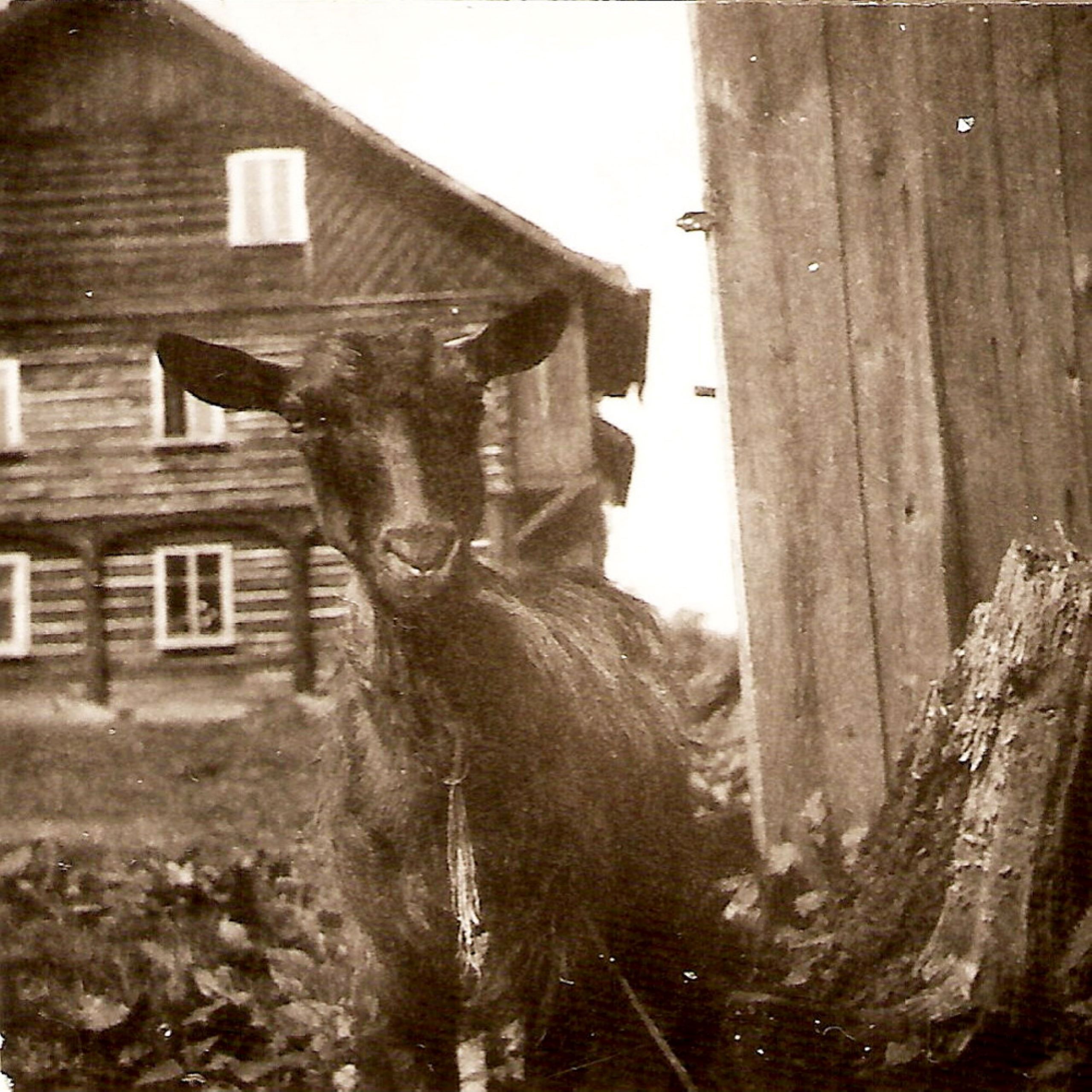 12 Čápův statek s kozlem 1957
