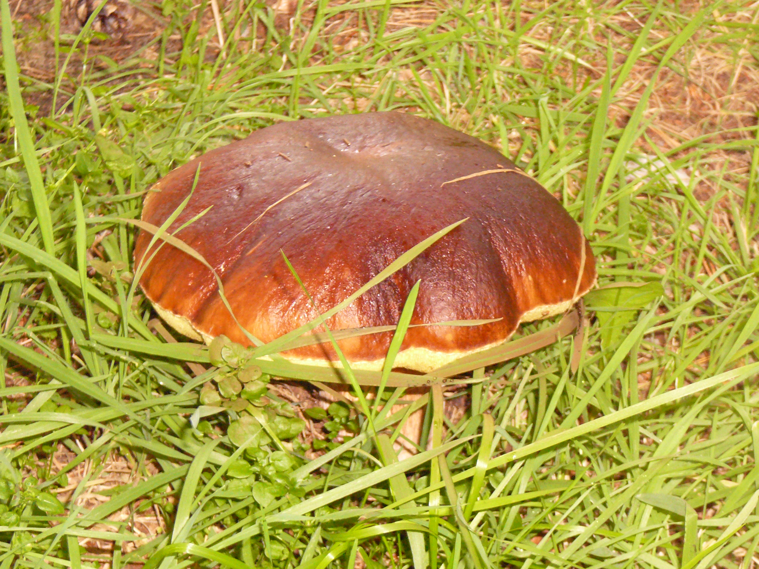 7 hřib