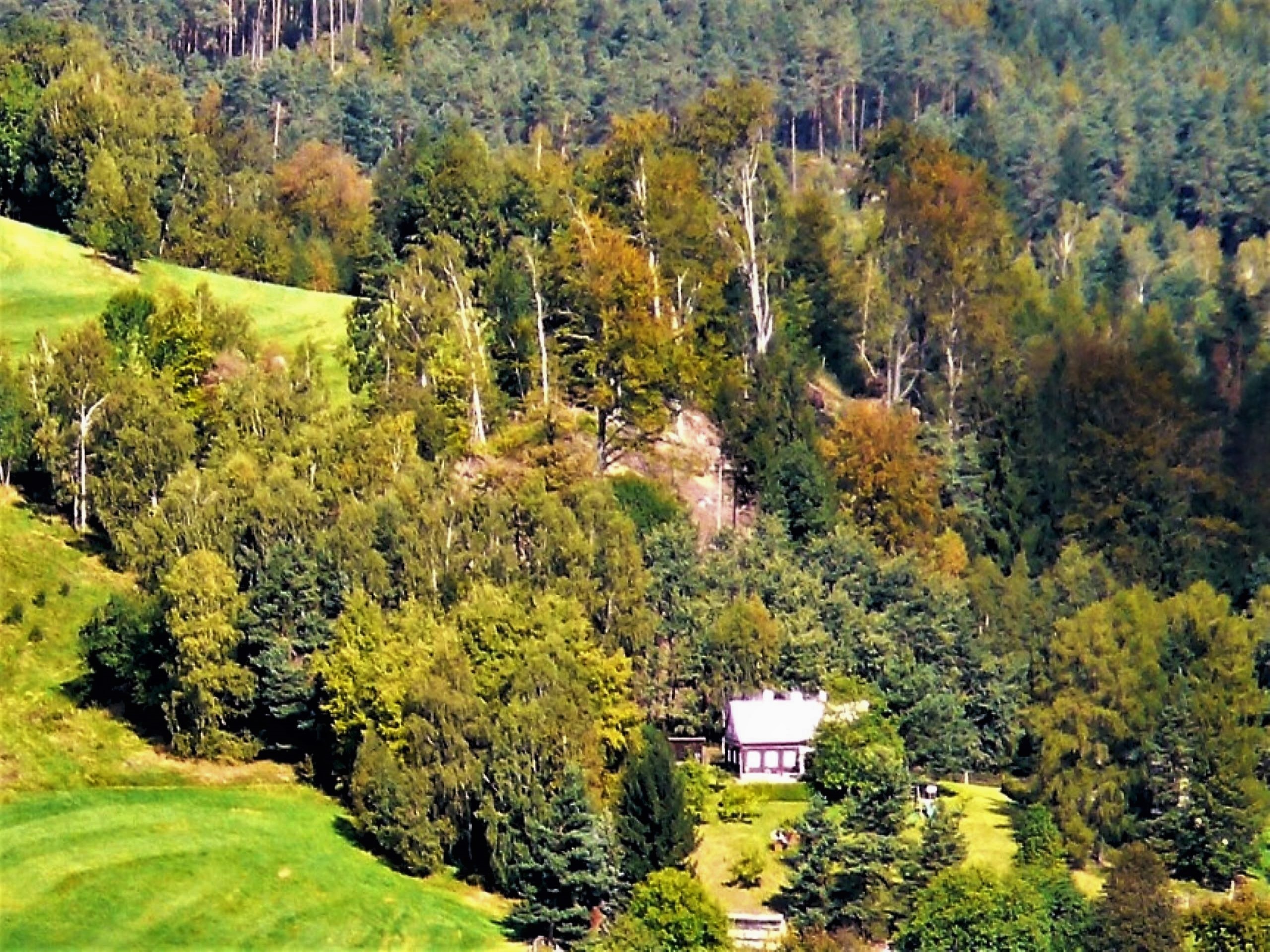 3 nejstarší bučina v Trávníku 