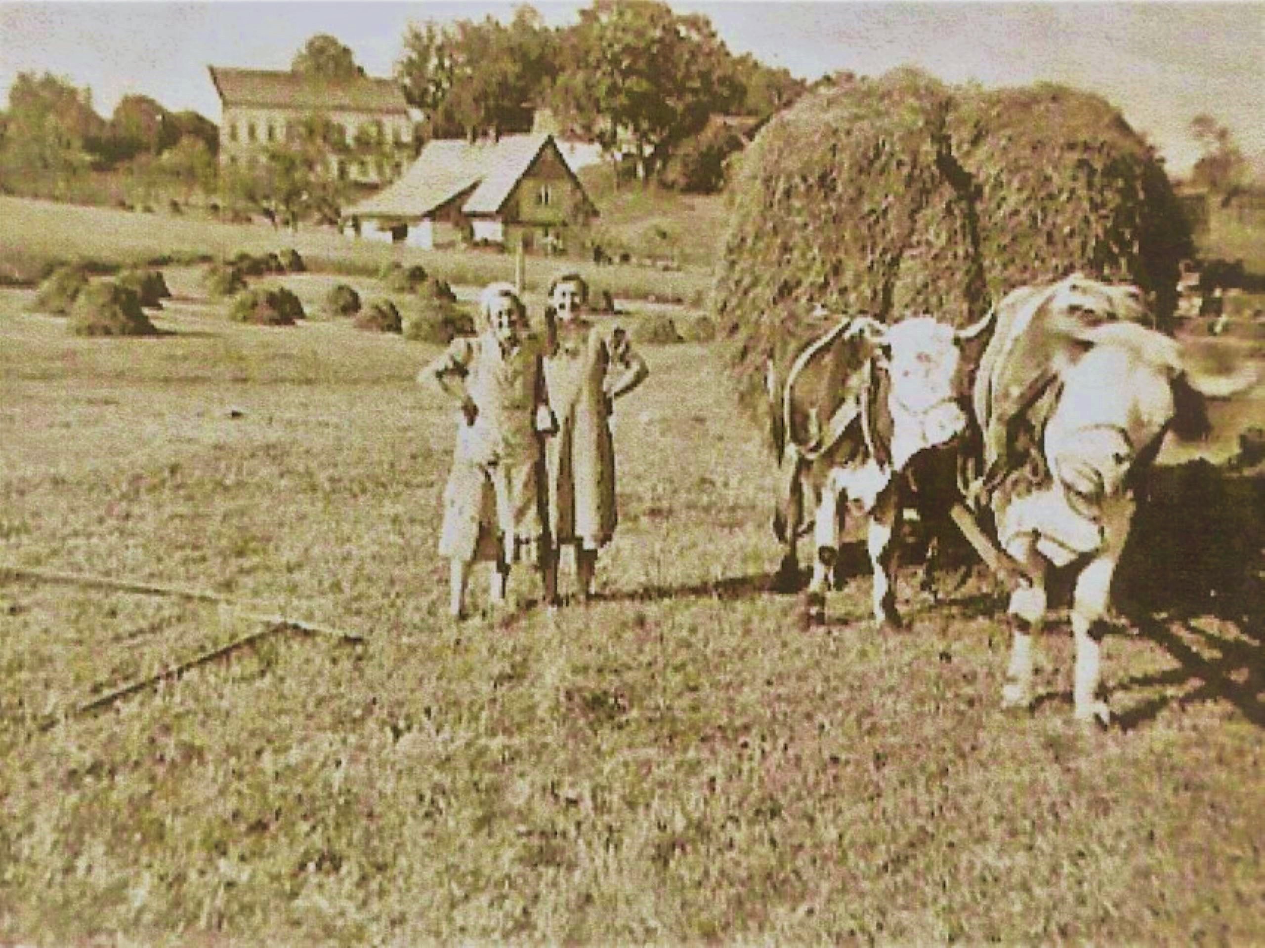 11 bažina -39T