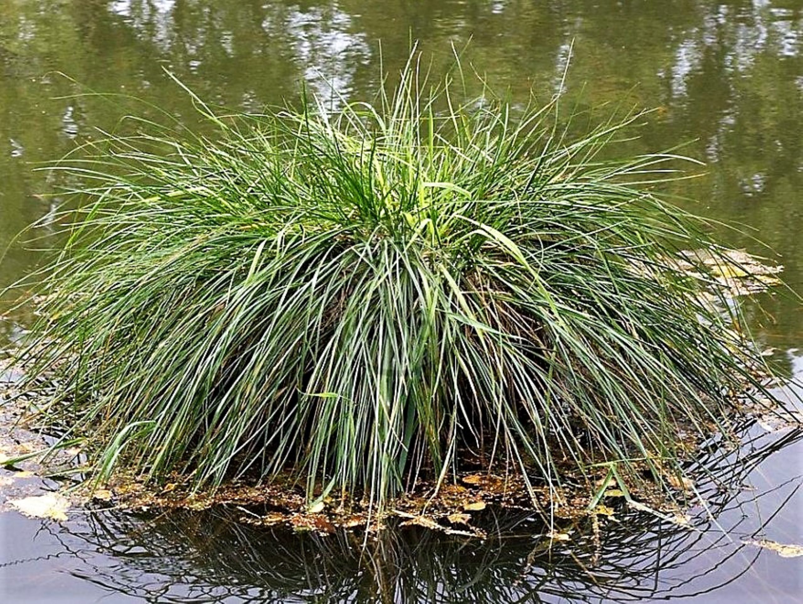 21ostřice latnatá 