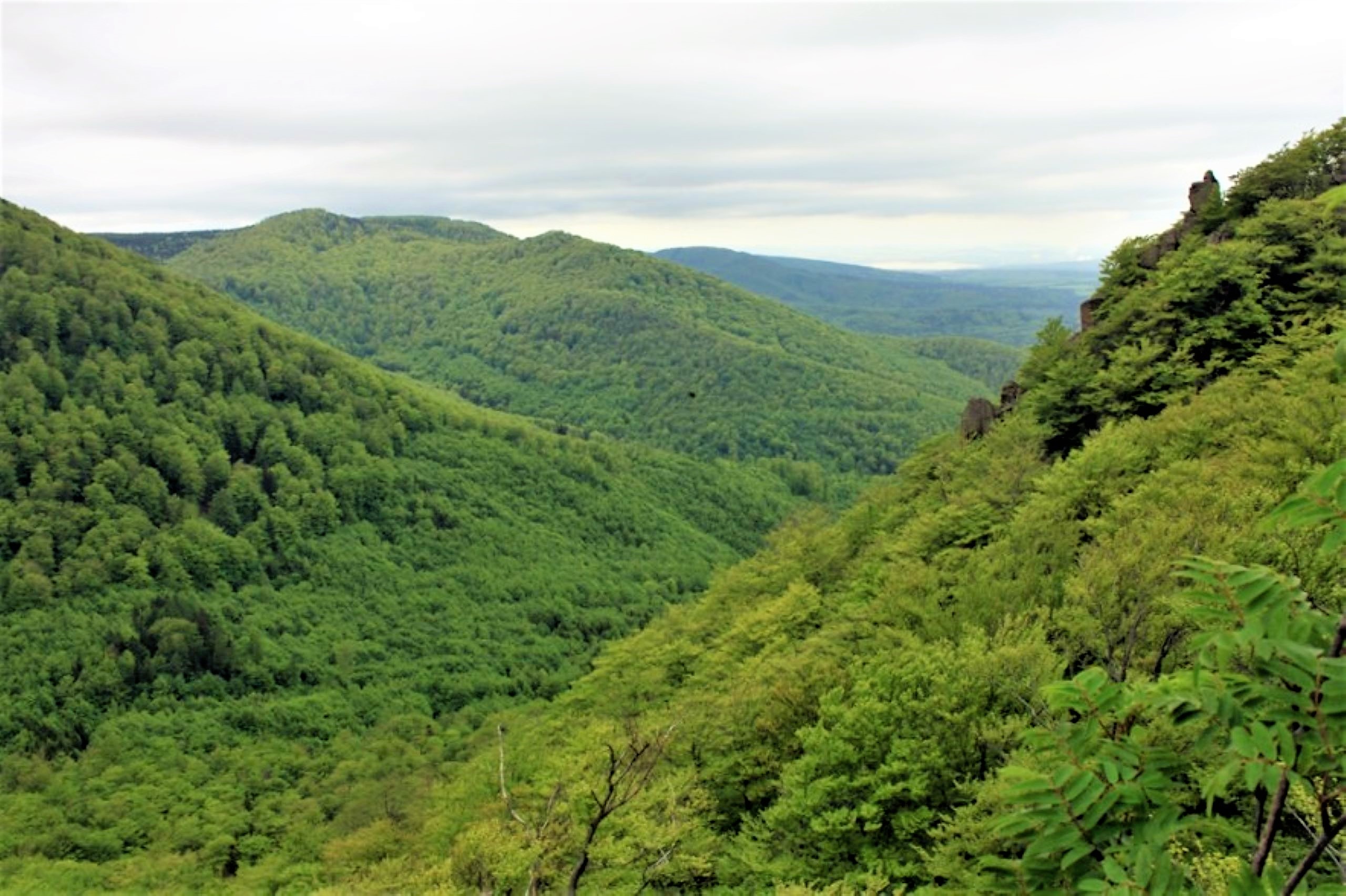 2 Jizerskohorské bučiny
